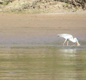 Heron on the Manu River