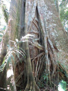Parasitic tree in Manu National Park, Peru