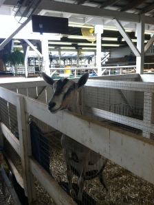 Goat at Montgomery County Agricultural Fair