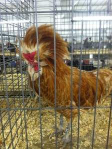 Chicken at Montgomery County Agricultural Fair