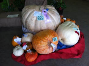 Giant pumpkins at Montgomery County Agricultural Fair
